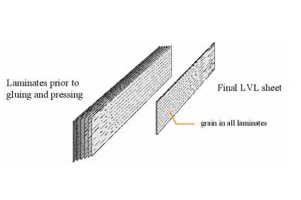 The structure of an LVL member