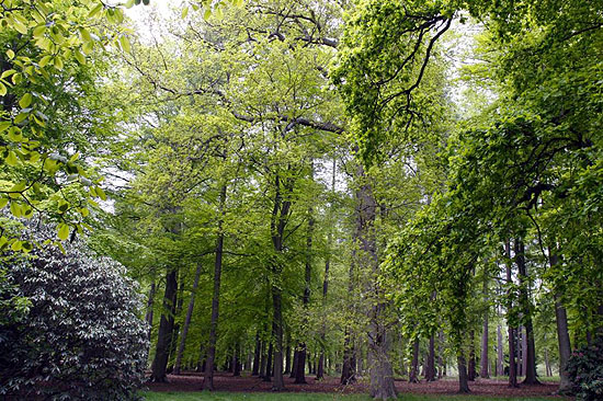 Savill Garden 6