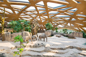 The interior of Zurich's elephant house under the curved CLT roof