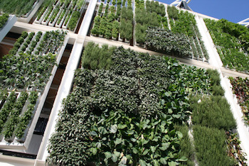 Green Walls 3