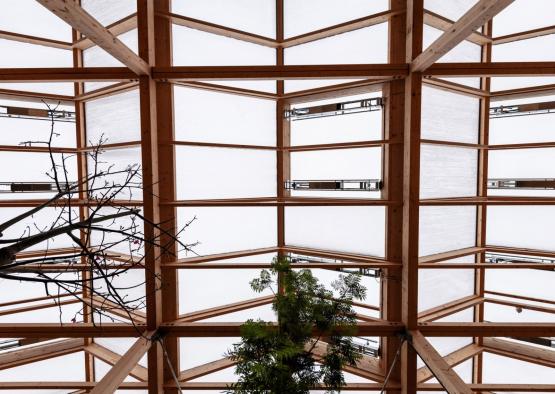 a roof of a building with a tree