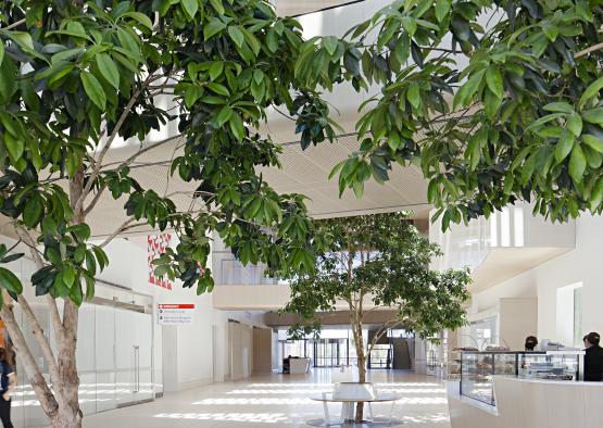 a large tree in a building
