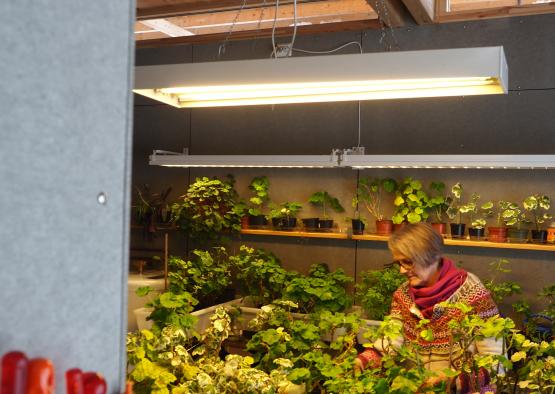 a woman working in a greenhouse