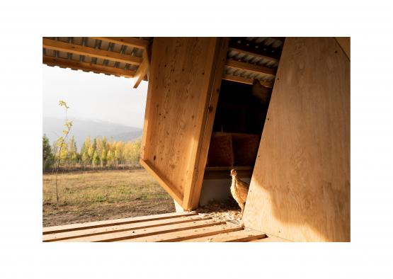 a chicken in a shed