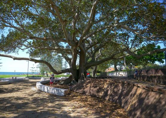 a tree with a bench and people in the background