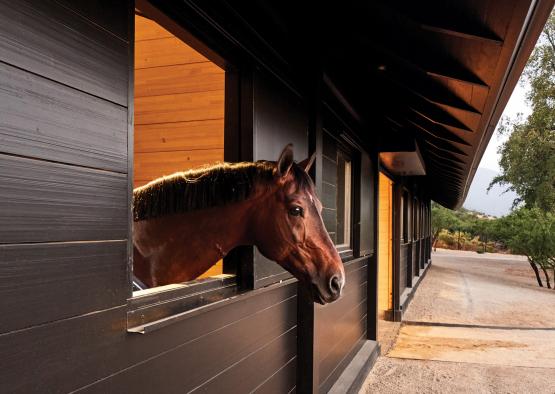 a horse looking out of a window