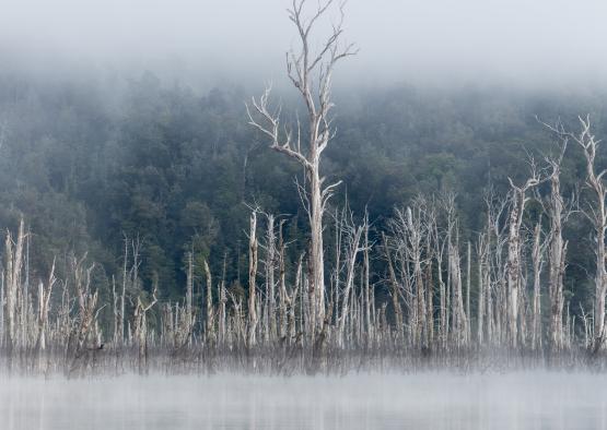 trees in the water