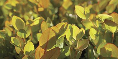 close-up of a plant with green leaves