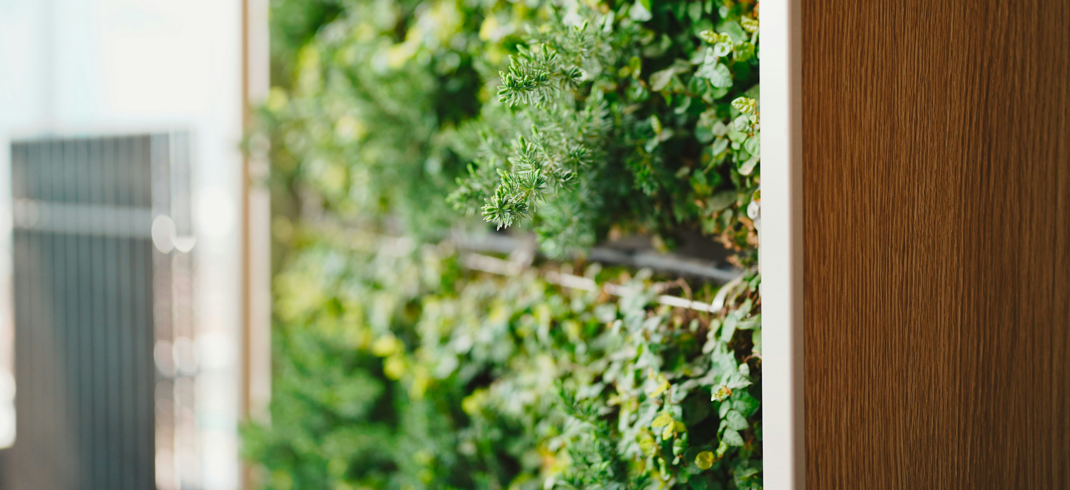 Green plant wall with wood frame