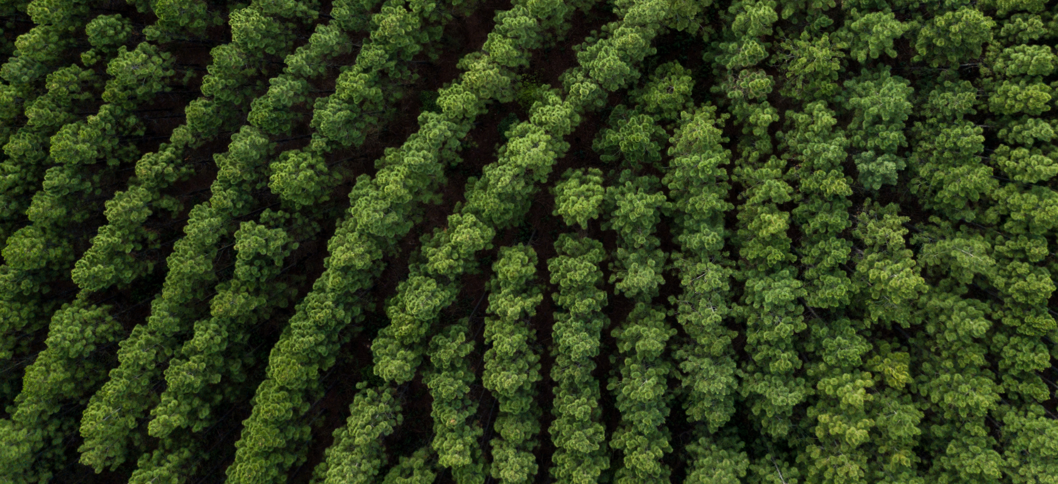 Aerial shot of tree plantation lines meeting