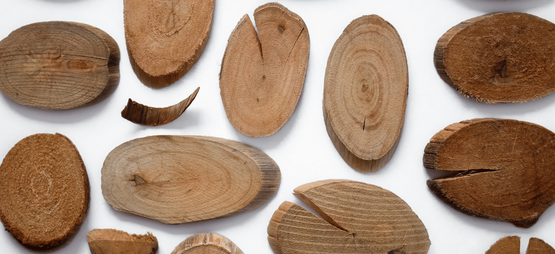 Cross sections of various wood species