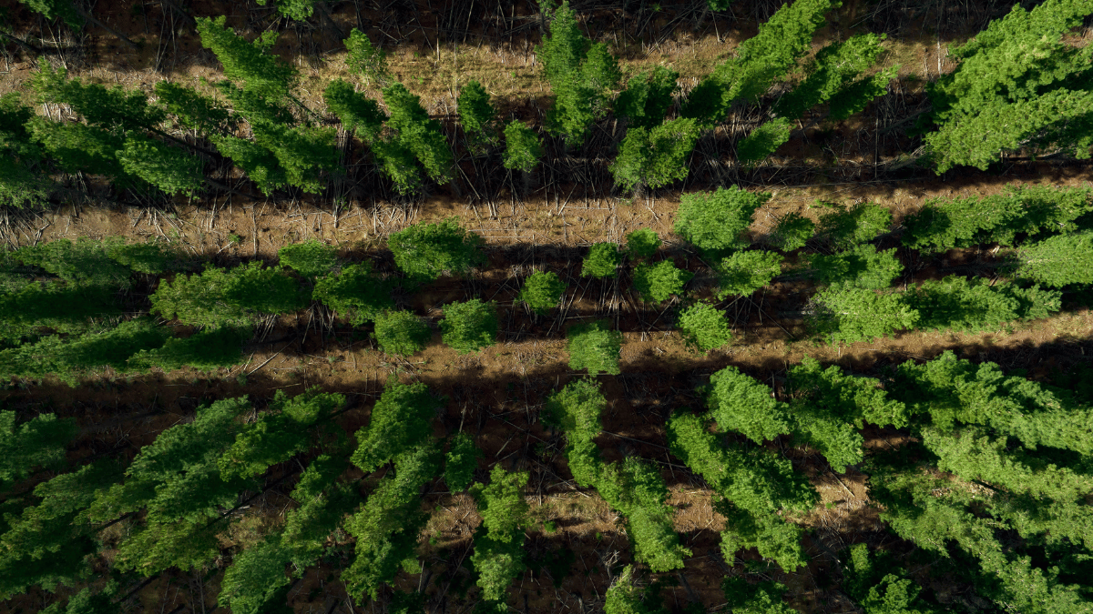 Aerial view of pine tree plantation