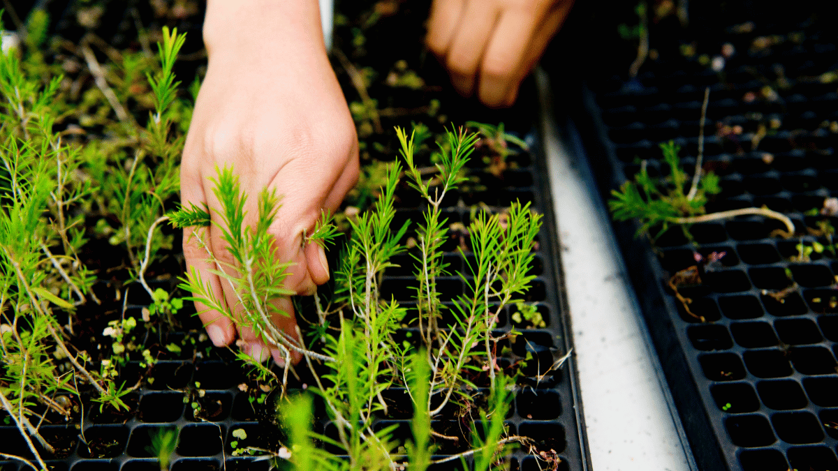Hands pulling pine seedlings from tray in a nursery